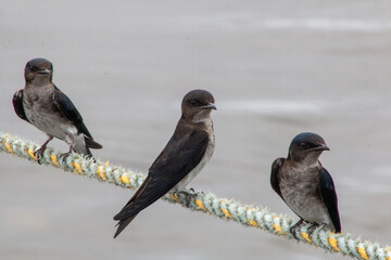 grey breasted martins on a rope