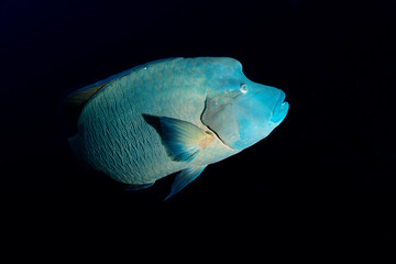 Humphead Wrasse Palau
