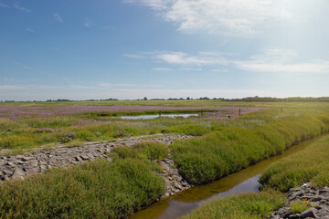 Fototapeta na wymiar Scenic view of the national park Wadden Sea in Sehestedt, Germany at the Jade Bay, salt meadow with colorful blooming sea lavenders under vivid blue sky 