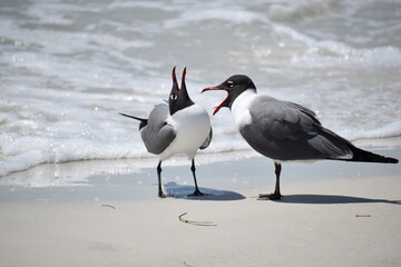 seagull on the beach