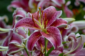 close up of pink lily