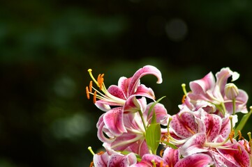 pink lilies