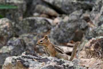 Chipmunk in the rocks