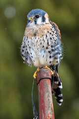 View of an American Kestrel