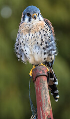 View of an American Kestrel