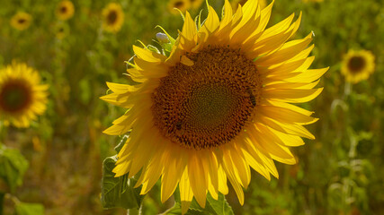 The sunflower fields in the Provence France - travel photography