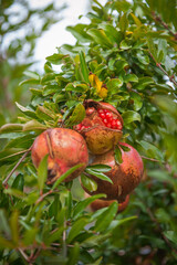Red pomegranate fruit on tree