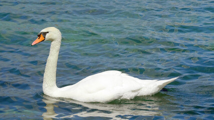 White Swans swimming on Lake Geneva - travel photography