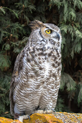 View of a Great Horned Owl