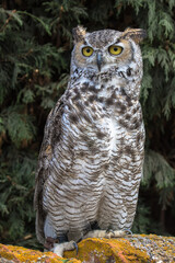 View of a Great Horned Owl