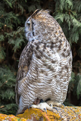 View of a Great Horned Owl