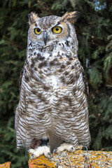 View of a Great Horned Owl