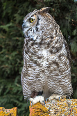 View of a Great Horned Owl