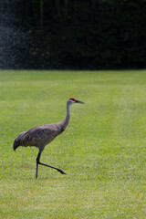 Sand Hill Crane on a golf course in central Florida