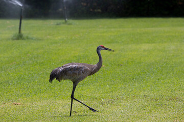 Obraz na płótnie Canvas Sand Hill Cranes on a golf course in central Florida