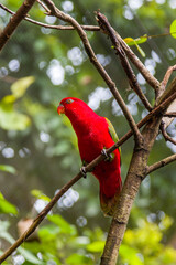 The chattering lory (Lorius garrulus) is a forest-dwelling parrot endemic to North Maluku, Indonesia. It is considered vulnerable, the main threat being from trapping for the cage-bird trade.