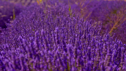 Fototapeta na wymiar The lavender fields of Valensole Provence in France - travel photography