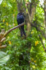 The greater racket-tailed drongo (Dicrurus paradiseus) is a medium-sized Asian bird which is distinctive in having elongated outer tail feathers with webbing restricted to the tips. 