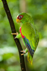 The white-fronted amazon (Amazona albifrons)  is a Central American species of parrot. They can imitate a range from 30 to 40 different sounds. Has a long potential life span, usually around 40 years.