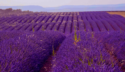 Naklejka na ściany i meble The lavender fields of Valensole Provence in France - travel photography