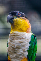 The black-headed parrot (Pionites melanocephalus) is one of the four species in the genus Pionites of the family Psittacidae;
It is found in forest and nearby wooded habitats in the Amazon north.