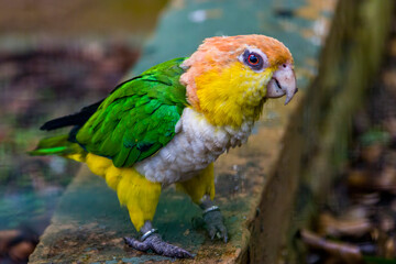 animal, background, beak, beautiful, bird, birds, black, branch, bright, closeup, color, colored, colorful, cute, exotic, feather, green, head, little, lorikeet, lorikeets, lorius, lorius chlorocercus
