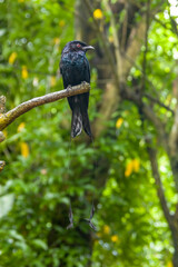 The greater racket-tailed drongo (Dicrurus paradiseus) is a medium-sized Asian bird which is distinctive in having elongated outer tail feathers with webbing restricted to the tips. 