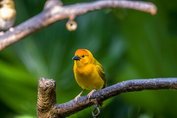 A Taveta weaver stands on the branch.
The name of the bird comes from the unique markings/coloration of the bird, as well as how these birds weave intricate nests.