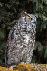 View of a Great Horned Owl