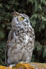 View of a Great Horned Owl