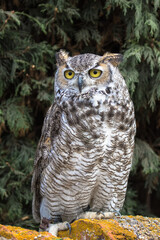 View of a Great Horned Owl
