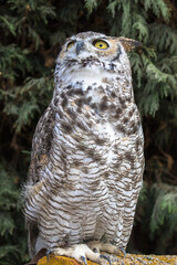 View of a Great Horned Owl