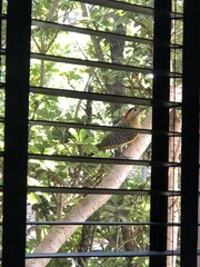 bird in the window 