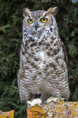 View of a Great Horned Owl