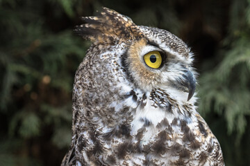 View of a Great Horned Owl