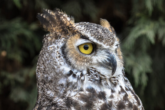 View of a Great Horned Owl