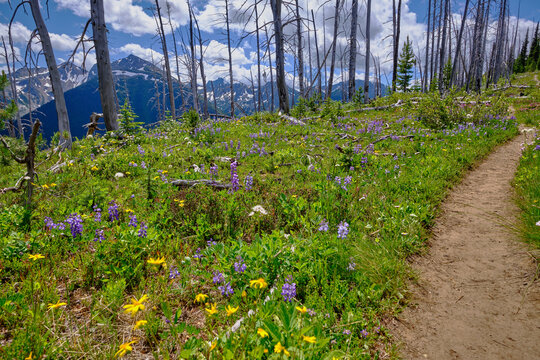 Wildflowers and Frosty Mountain from Skyline Trail, Manning Park, BC