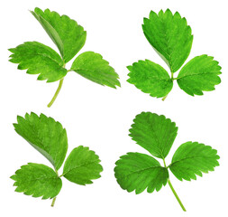 Set of green strawberry leaves on white background