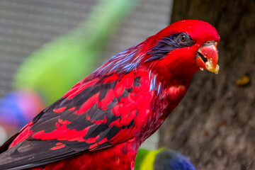 The blue-streaked lory (Eos reticulata) is a medium-sized parrot (31 cm), which is found on the...