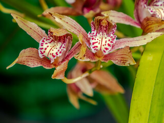 Obraz premium Tiger Orchid