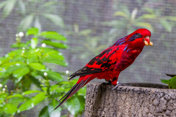The blue-streaked lory (Eos reticulata) is a medium-sized parrot (31 cm), which is found on the Tanimbar Islands and Babar in the southern Moluccas.