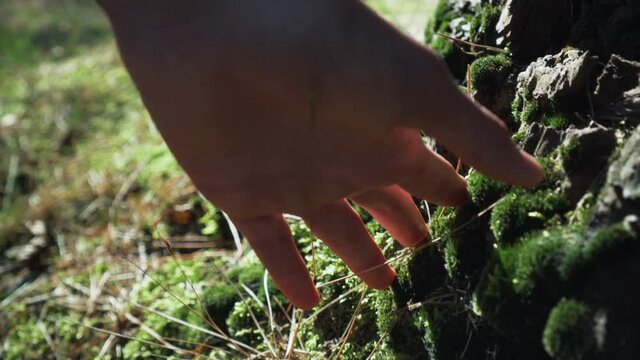 Moss on the trunk and roots of a tree in the forest