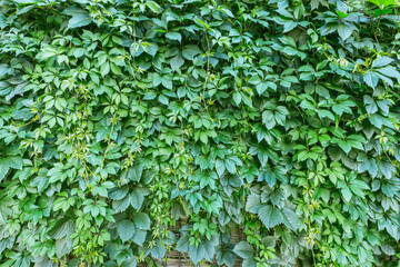 Green plants on the wooden fence. Natural texture.