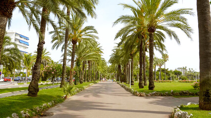 Fototapeta na wymiar Beautiful park with palm trees in the city of Cannes