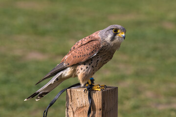 Common Kestrel