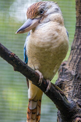 The blue-winged kookaburra (Dacelo leachii) is a large species of kingfisher native to northern Australia and southern New Guinea.