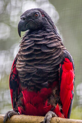 Pesquet's parrot (Psittrichas fulgidus) 
The only member of its genus, and its genus is the only member of the subfamily Psittrichadinae. It is endemic to hill and montane rainforest in New Guinea