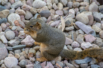 squirrel eating Peanut