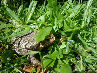 Toad resting in nature surrounded by green grass