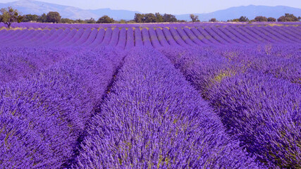 Naklejka na ściany i meble The lavender fields of Valensole Provence in France - travel photography 